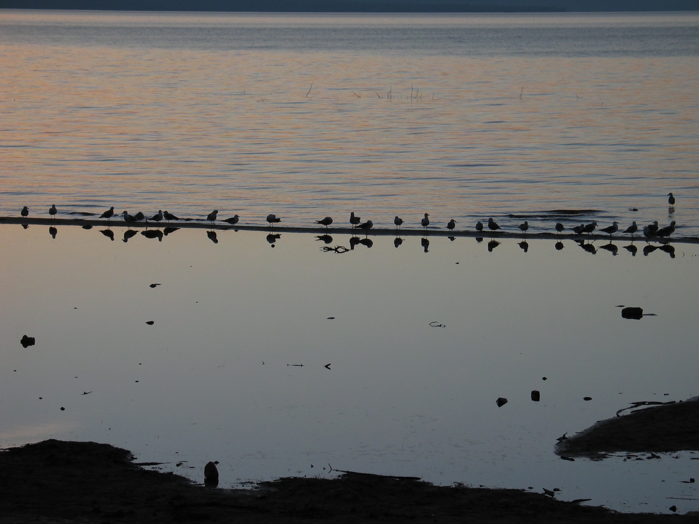 #130 Mirror Birds
