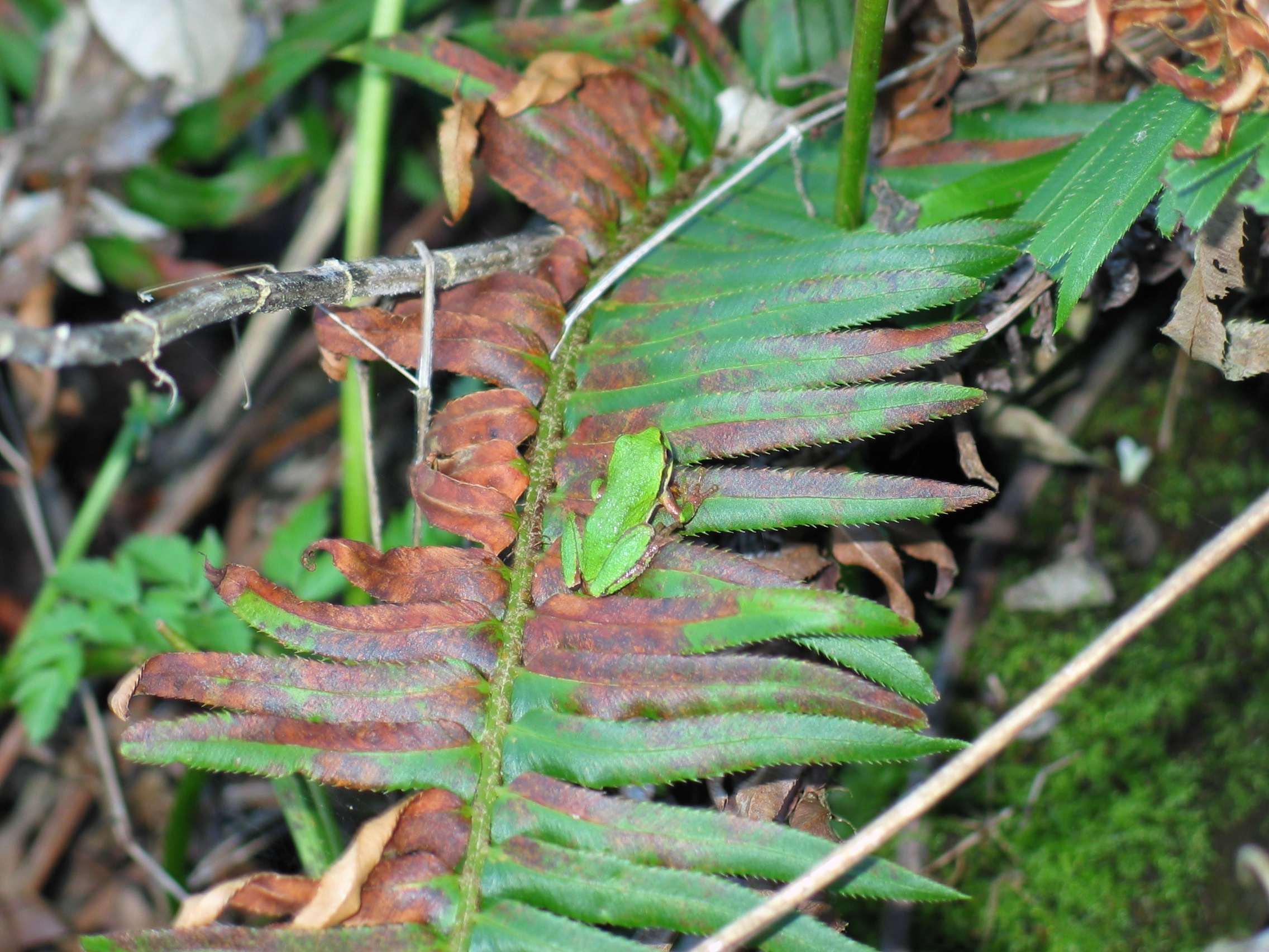 130_Green_Frog_Near_Zugunruhe