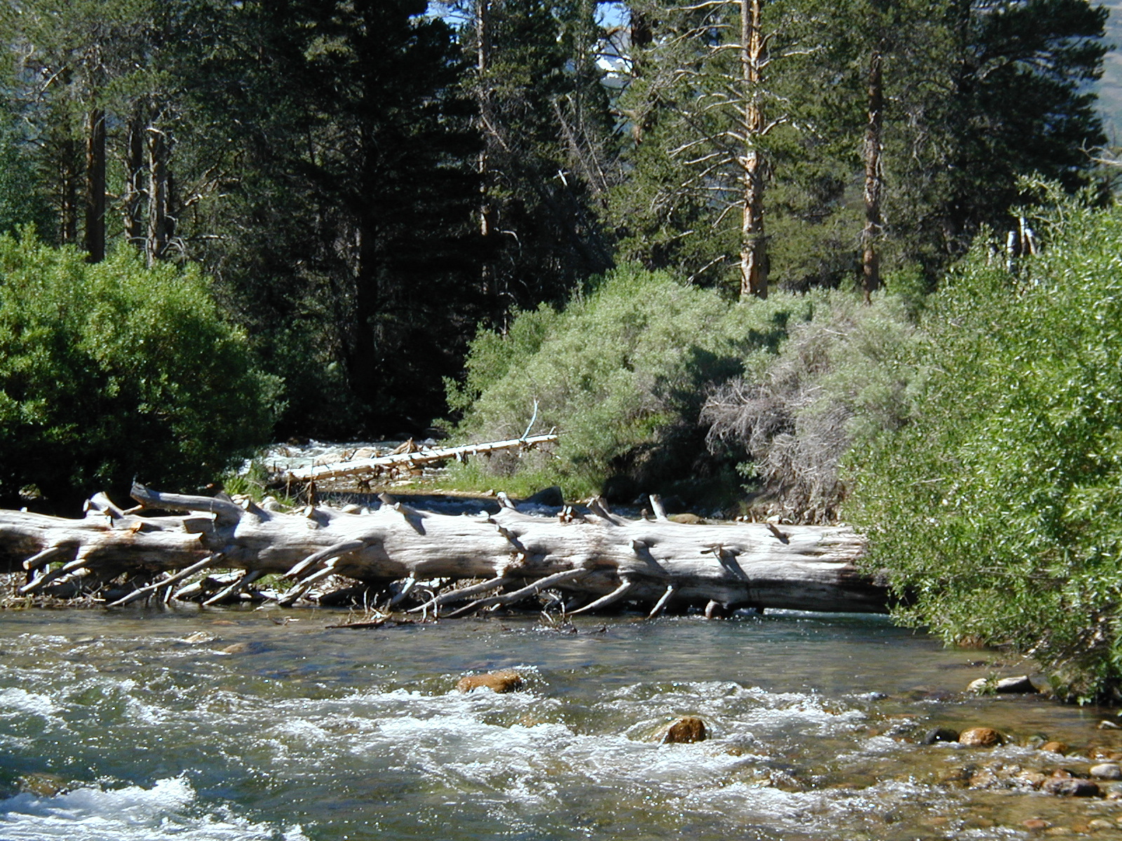 #111_Big Tree Across Robson Creek