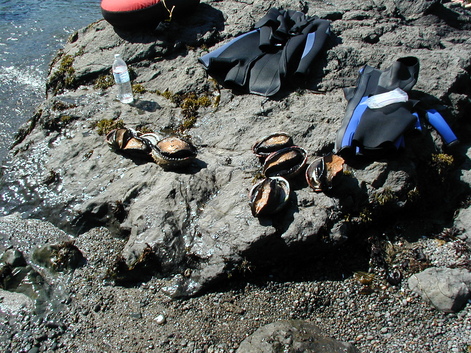 #116_Abalone