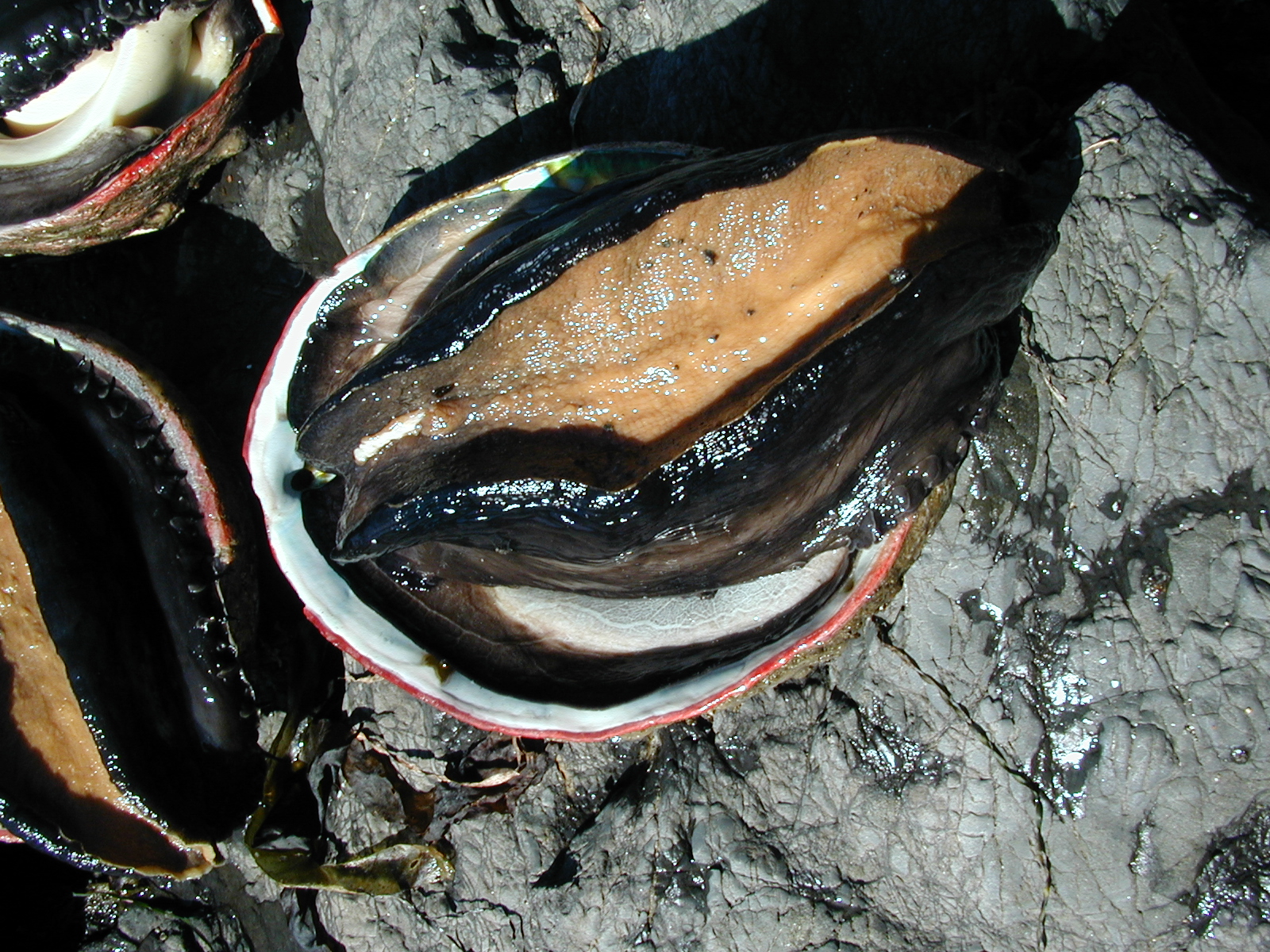 #117_Red abalone closeup