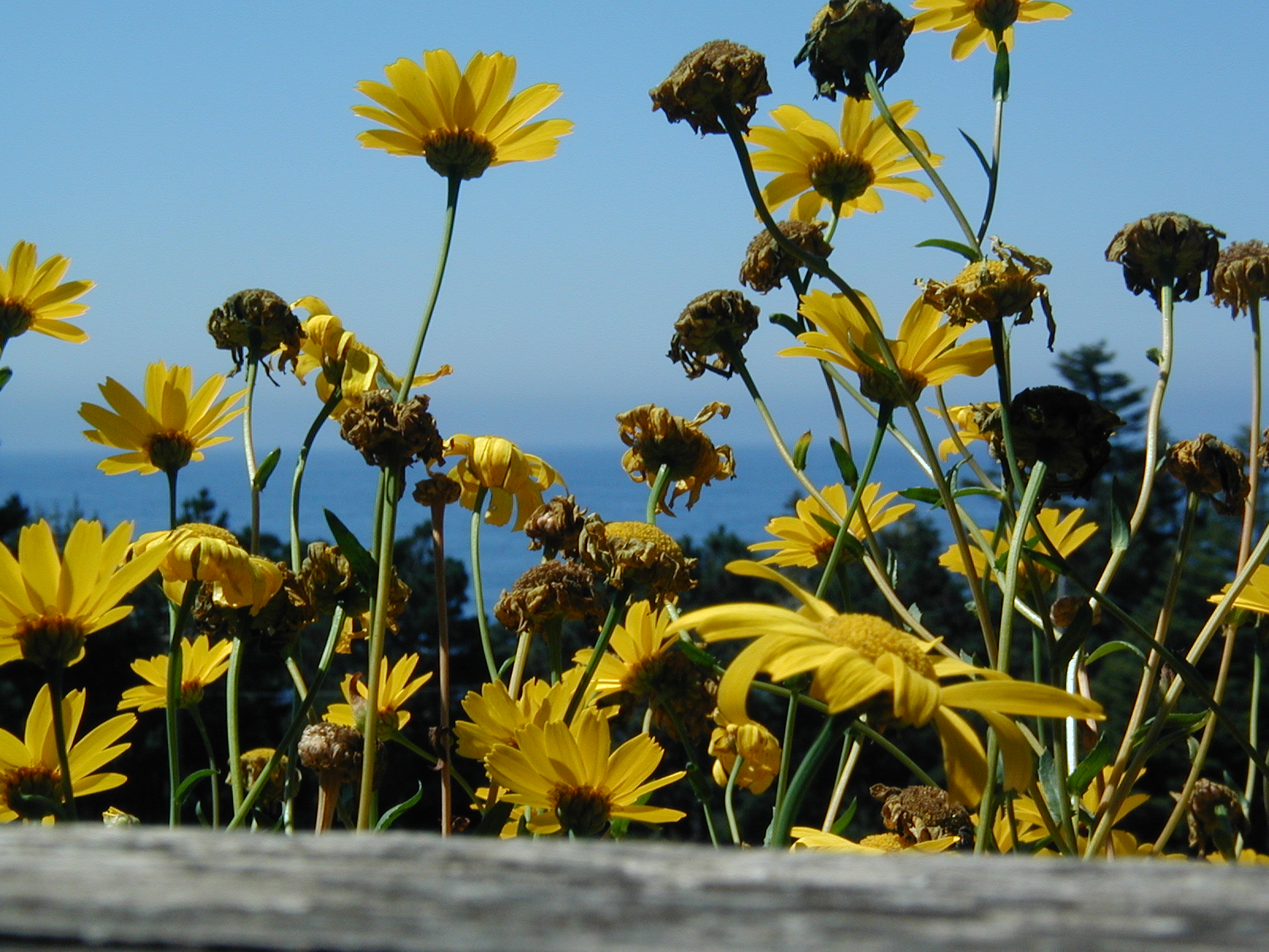 #109_Flowers on deck
