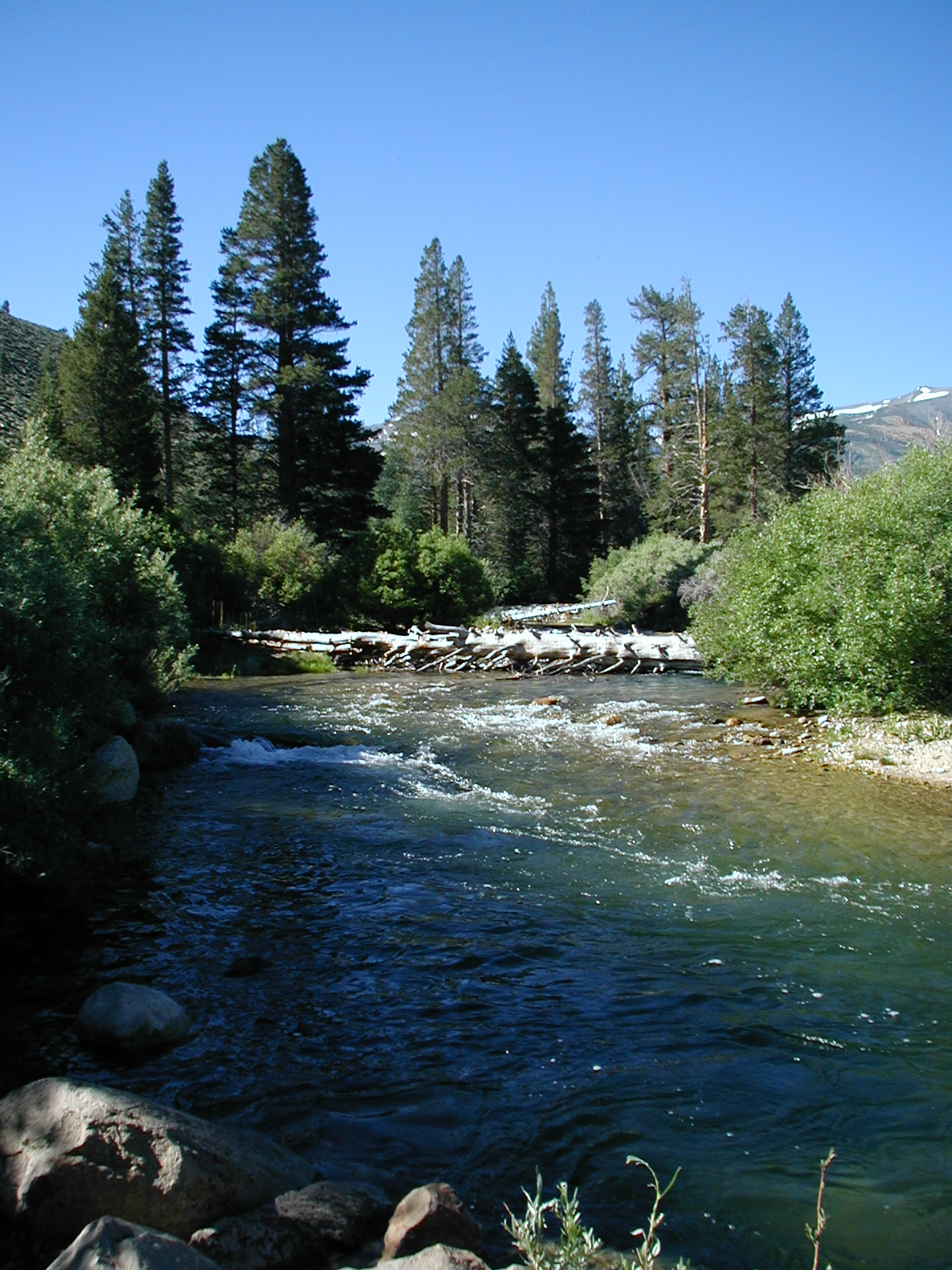 #107_Robson Creek Coming Towards Camp