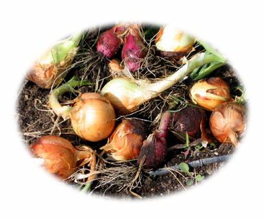 onions-oct03