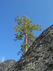 #106_Tall Tree