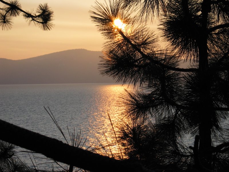 #109_Sunset Pines.jpg