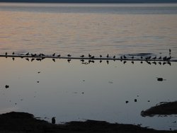 #130 Mirror Birds