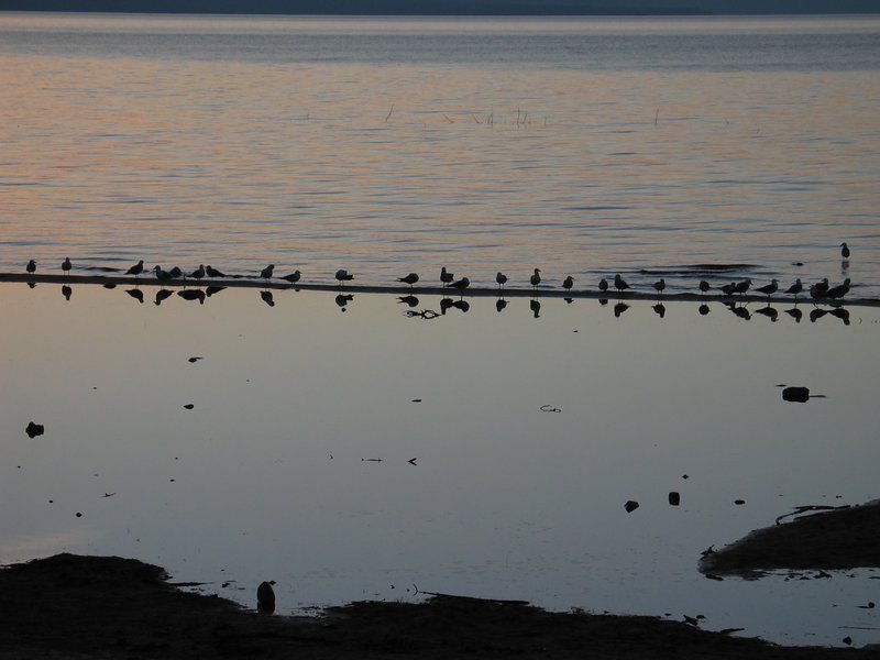#130 Mirror Birds.jpg