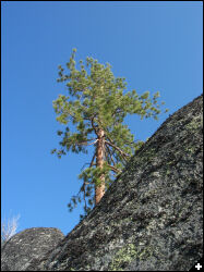 [Tall Tree]