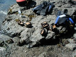 #116_Abalone