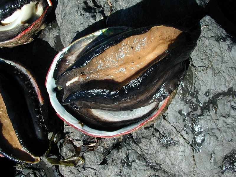 #117_Red abalone closeup.jpg