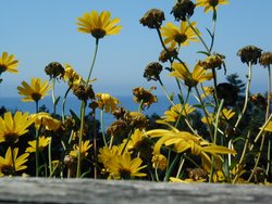 #109_Flowers on deck