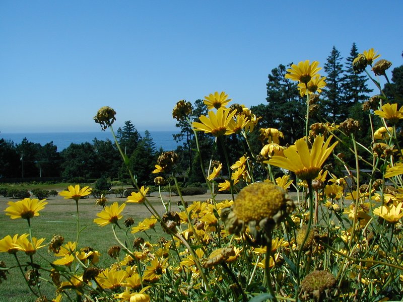 #110_More flowers.jpg