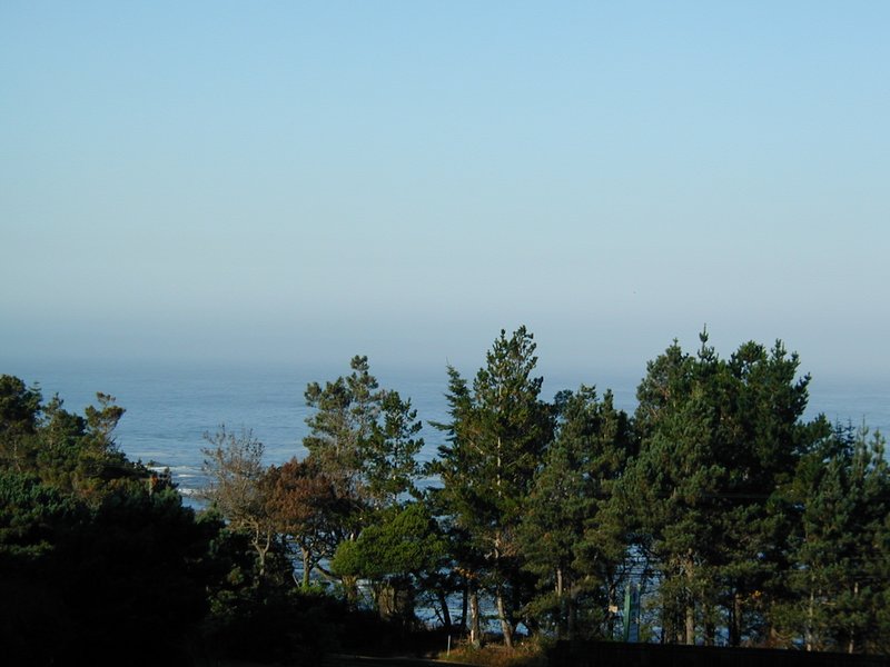 #112_Trees above Buckhorn.jpg