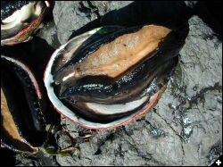 [Red abalone closeup]