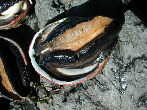 [#117_Red abalone closeup.jpg]