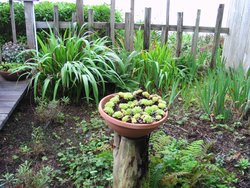 114_SeaEscape_Ocean_View_Garden