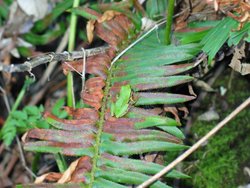 130_Green_Frog_Near_Zugunruhe