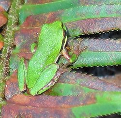 131_Frog_Closeup