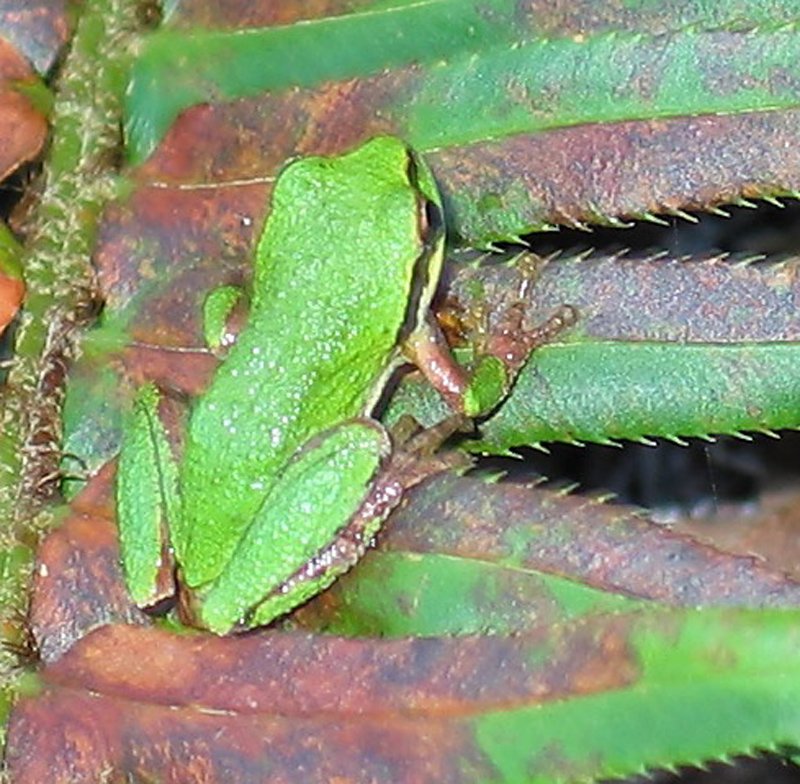 131_Frog_Closeup.jpg