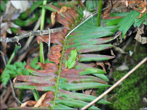 [130_Green_Frog_Near_Zugunruhe.jpg]