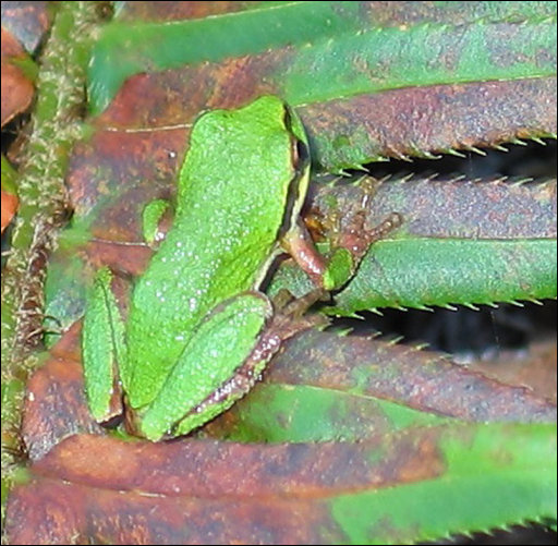 [131_Frog_Closeup.jpg]