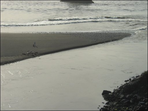 [136_Russian_River_Meets_Pacific_Ocean.jpg]