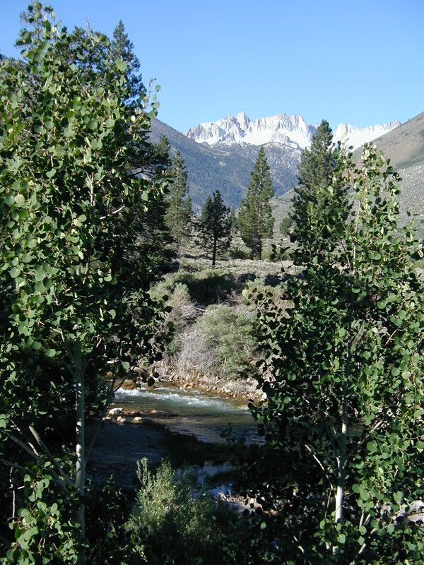 #103_Crags Between_Trees.jpg