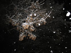 IMG_6868