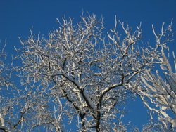 IMG_6907