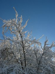 IMG_6911