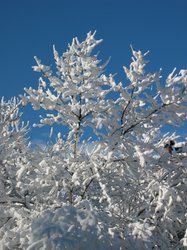 IMG_6928