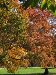 IMG_6654