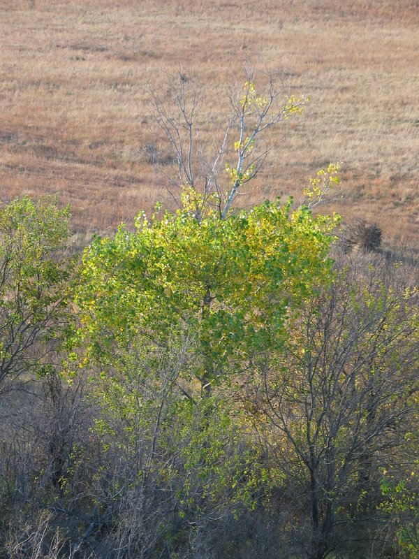 IMG_6786.JPG