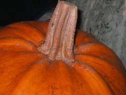 IMG_0031