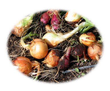 onions-oct03.jpg